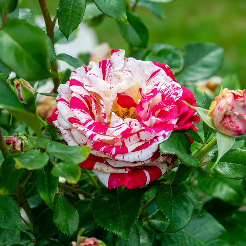 Neil Diamond Rose | Hybrid Tea Rose | Spring Hill Nurseries Neil Diamond Rose | Hybrid Tea Rose | Spring Hill Nurseries