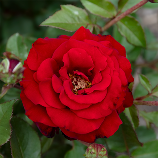 Oh My!® Floribunda Rose