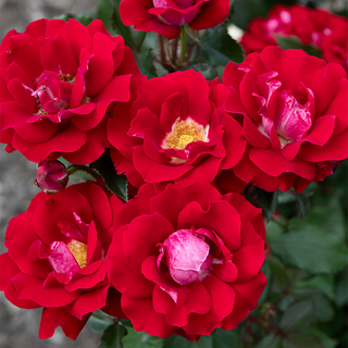Oh My!® Floribunda Rose