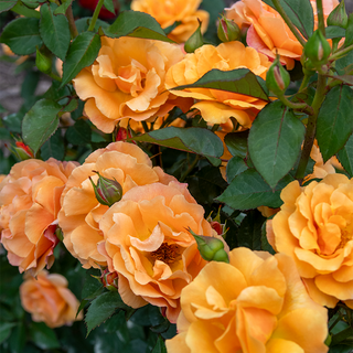 Orange Freedom Rose