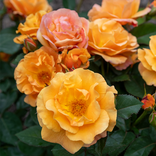 Orange Freedom Rose