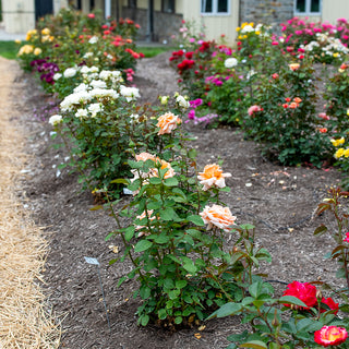 Over the Moon™ Hybrid Tea Rose