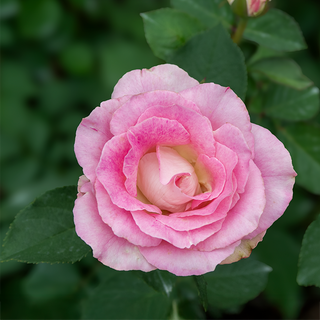Painted Porcelain Hybrid Tea Rose