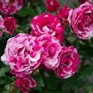 Parade Day Grandiflora Rose