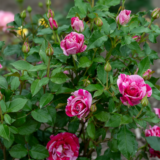 Parade Day Grandiflora Rose