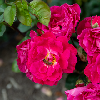 Party Hardy™ Shrub Rose