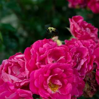 Party Hardy™ Shrub Rose