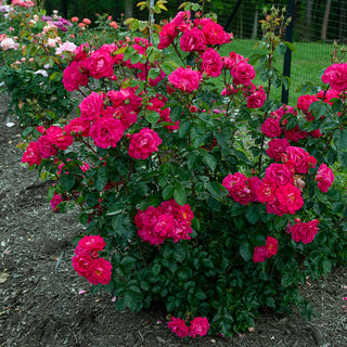 Party Hardy™ Shrub Rose