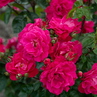 Party Hardy™ Shrub Rose