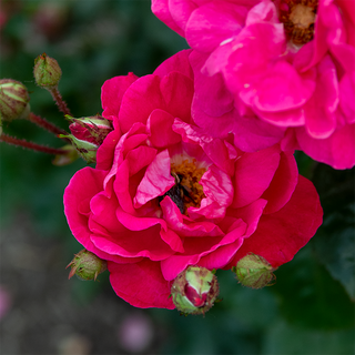 Party Hardy™ Shrub Rose