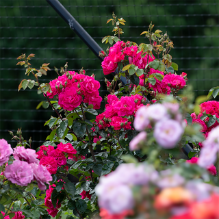 Party Hardy™ Shrub Rose