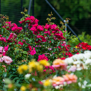 Party Hardy™ Shrub Rose