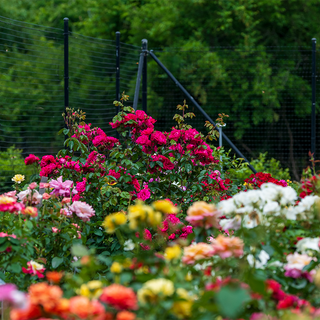 Party Hardy™ Shrub Rose