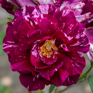 Purple Tiger Floribunda Rose