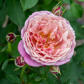 Queen of Elegance™ Floribunda Rose
