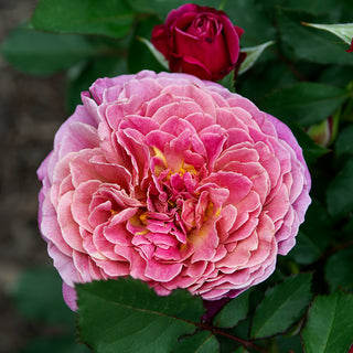 Queen of Elegance™ Floribunda Rose