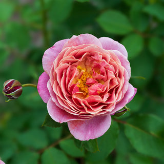 Queen of Elegance™ Floribunda Rose