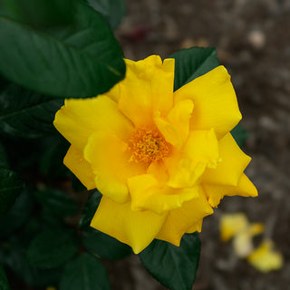 Jumbo Radiant Perfume Grandiflora Rose