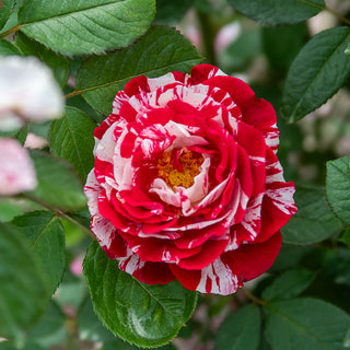 Scentimental™ Floribunda Rose