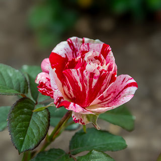 Scentimental™ Floribunda Rose