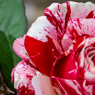 Scentimental™ Floribunda Rose