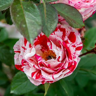 Scentimental™ Floribunda Rose