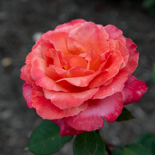 Sedona Hybrid Tea Rose Jumbo
