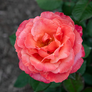 Sedona Hybrid Tea Rose Jumbo