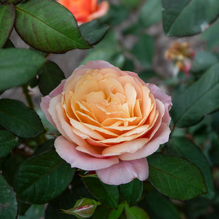 State of Grace™ Grandiflora Rose