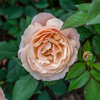 State of Grace™ Grandiflora Rose