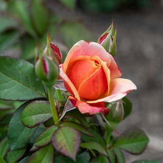 State of Grace™ Grandiflora Rose