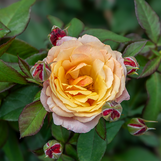 State of Grace™ Grandiflora Rose