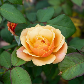 State of Grace™ Grandiflora Rose