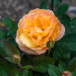 Strike It Rich® Grandiflora Rose