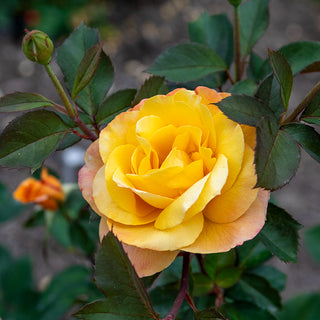 Strike It Rich® Grandiflora Rose