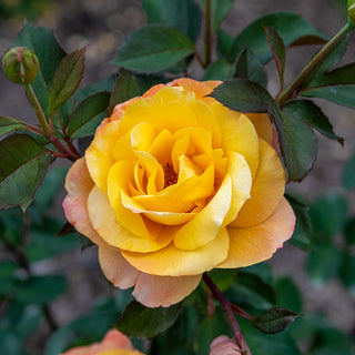 Strike It Rich® Grandiflora Rose
