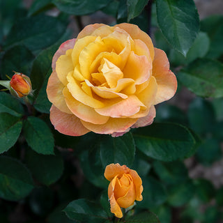 Strike It Rich® Grandiflora Rose
