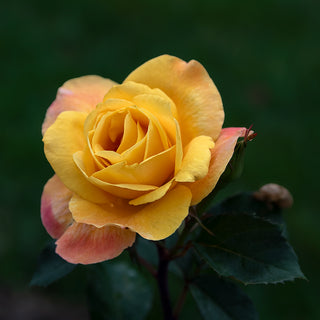Strike It Rich® Grandiflora Rose