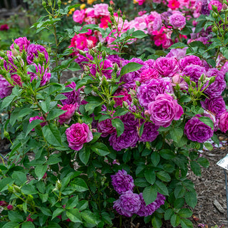 Sultry Night™ Shrub Rose