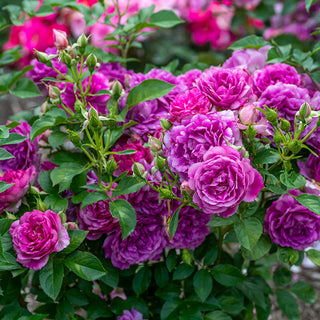 Sultry Night™ Shrub Rose