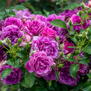 Sultry Night™ Shrub Rose