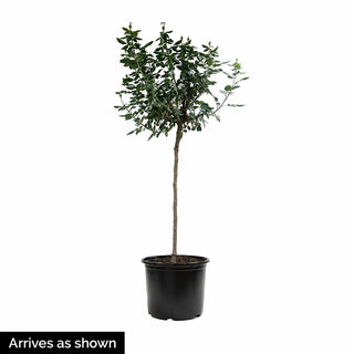 Brilliant Pink Iceberg & Iceberg ® 2 In 1 Tree Rose