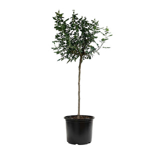 Koko Loko™ Floribunda Rose