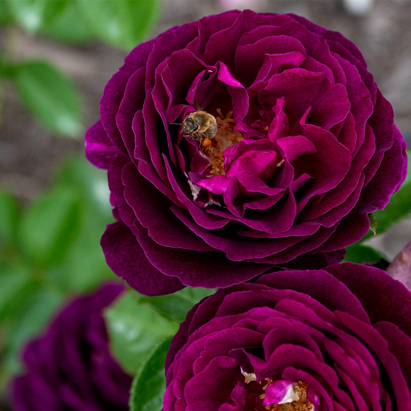 Twilight Zone Grandiflora Rose | Jumbo Roses | Spring Hill Twilight Zone Grandiflora Rose | Jumbo Roses | Spring Hill