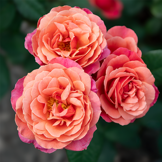 Uptown Girl™ Grandiflora Rose
