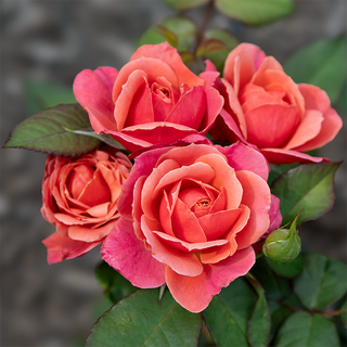 Uptown Girl™ Grandiflora Rose