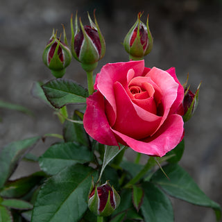 Uptown Girl™ Grandiflora Rose