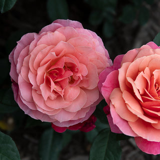 Uptown Girl™ Grandiflora Rose