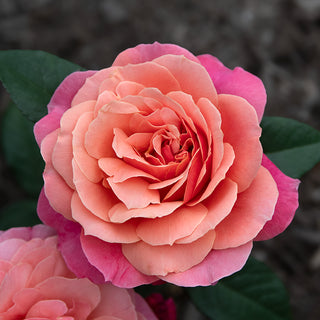 Uptown Girl™ Grandiflora Rose