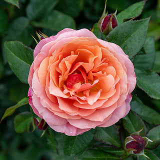 Uptown Girl™ Grandiflora Rose